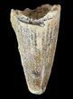 Cretaceous Fossil Crocodile (Elosuchus) Tooth - Morocco #49086-1
